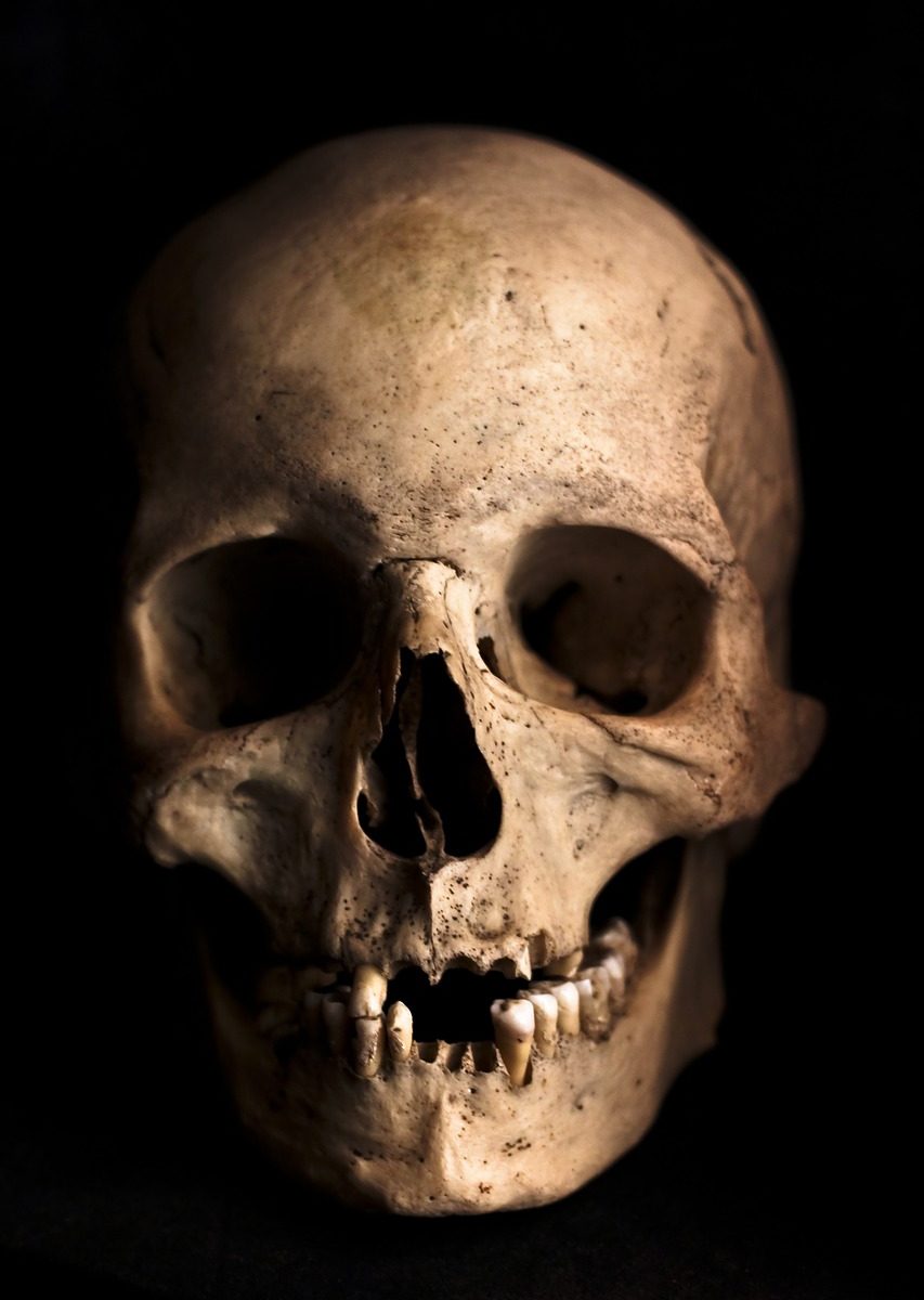 ancestor - skull