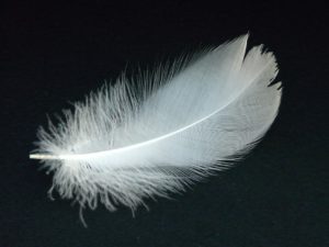 dead - white feather